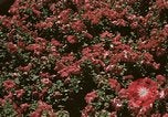 Image of Western White House San Clemente California USA, 1973, second 48 stock footage video 65675056863