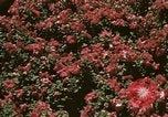 Image of Western White House San Clemente California USA, 1973, second 49 stock footage video 65675056863