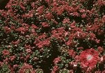 Image of Western White House San Clemente California USA, 1973, second 50 stock footage video 65675056863