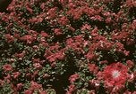 Image of Western White House San Clemente California USA, 1973, second 53 stock footage video 65675056863