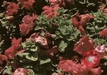 Image of Western White House San Clemente California USA, 1973, second 55 stock footage video 65675056863