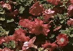 Image of Western White House San Clemente California USA, 1973, second 56 stock footage video 65675056863