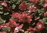 Image of Western White House San Clemente California USA, 1973, second 57 stock footage video 65675056863