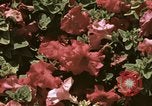 Image of Western White House San Clemente California USA, 1973, second 58 stock footage video 65675056863