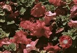 Image of Western White House San Clemente California USA, 1973, second 59 stock footage video 65675056863