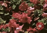 Image of Western White House San Clemente California USA, 1973, second 60 stock footage video 65675056863