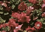 Image of Western White House San Clemente California USA, 1973, second 61 stock footage video 65675056863