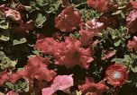 Image of Western White House San Clemente California USA, 1973, second 62 stock footage video 65675056863