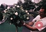 Image of Tricia's wedding day Washington DC USA, 1971, second 15 stock footage video 65675056987