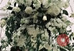 Image of Tricia's wedding day Washington DC USA, 1971, second 20 stock footage video 65675056987