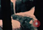 Image of Nixon at Palace Museum Beijing China, 1972, second 19 stock footage video 65675057387