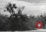Standbild IX Korps California United States USA, 1943, aus Sekunde 50 historischem Filmmaterial Videoclip 65675057529