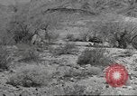Standbild IX Korps California United States USA, 1943, aus Sekunde 1 historischem Filmmaterial Videoclip 65675057530