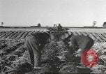Standbild Neuseeland Lebensmittel für die amerikanischen Soldaten Neuseeland, 1945, aus Sekunde 5 historischem Filmmaterial Videoclip 65675057553