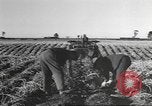 Standbild Neuseeland Lebensmittel für die amerikanischen Soldaten Neuseeland, 1945, aus Sekunde 6 historischem Filmmaterial Videoclip 65675057553