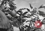 Standbild Neuseeland Lebensmittel für die amerikanischen Soldaten Neuseeland, 1945, aus Sekunde 41 historischem Filmmaterial Videoclip 65675057553