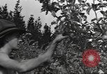 Standbild Neuseeland Lebensmittel für die amerikanischen Soldaten Neuseeland, 1945, aus Sekunde 42 historischem Filmmaterial Videoclip 65675057553