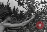 Standbild Neuseeland Lebensmittel für die amerikanischen Soldaten Neuseeland, 1945, aus Sekunde 43 historischem Filmmaterial Videoclip 65675057553