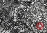 Standbild Neuseeland Lebensmittel für die amerikanischen Soldaten Neuseeland, 1945, aus Sekunde 47 historischem Filmmaterial Videoclip 65675057553