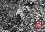 Standbild Neuseeland Lebensmittel für die amerikanischen Soldaten Neuseeland, 1945, aus Sekunde 48 historischem Filmmaterial Videoclip 65675057553