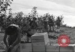 Standbild Neuseeland Lebensmittel für die amerikanischen Soldaten Neuseeland, 1945, aus Sekunde 49 historischem Filmmaterial Videoclip 65675057553