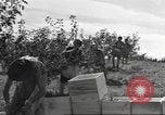 Standbild Neuseeland Lebensmittel für die amerikanischen Soldaten Neuseeland, 1945, aus Sekunde 50 historischem Filmmaterial Videoclip 65675057553