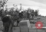 Standbild Neuseeland Lebensmittel für die amerikanischen Soldaten Neuseeland, 1945, aus Sekunde 51 historischem Filmmaterial Videoclip 65675057553