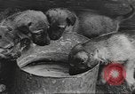 Standbild Quartiermeister Korps Pacific Theater, 1945, aus Sekunde 5 historischem Filmmaterial Videoclip 65675057555