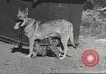 Standbild Quartiermeister Korps Pacific Theater, 1945, aus Sekunde 7 historischem Filmmaterial Videoclip 65675057555
