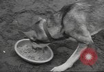 Standbild Quartiermeister Korps Pacific Theater, 1945, aus Sekunde 10 historischem Filmmaterial Videoclip 65675057555
