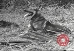 Standbild Quartiermeister Korps Pacific Theater, 1945, aus Sekunde 35 historischem Filmmaterial Videoclip 65675057555