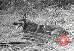 Standbild Quartiermeister Korps Pacific Theater, 1945, aus Sekunde 37 historischem Filmmaterial Videoclip 65675057555