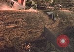 Image of HUD housing project Mississippi United States USA, 1966, second 9 stock footage video 65675057574