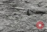 Immagine di La pesca Spagna, 1943, secondo 39 filmato di repertorio 65675057611