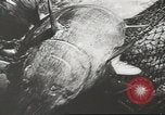 Immagine di La pesca Spagna, 1943, secondo 60 filmato di repertorio 65675057611