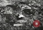 Image of Wreckage and bodies of some crew from B-17 Bomber number 42-23011 shot down over Germany Germany, 1943, second 17 stock footage video 65675057613