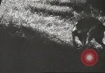 Image Hitler et agents au Wolfs Lair Gierloz Prusse, 1943, de la seconde 15 séquences d'archives historiques vidéo 65675057614
