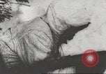 Immagine di Operazione tedesca Nordwind Gambsheim Francia, 1945, secondo 53 filmato di repertorio 65675057617