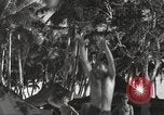 Standbild Patrol Torpedo (PT) Boot Base 21 Mios Woendi Insel Dutch New Guinea, 1944, aus Sekunde 45 historischem Filmmaterial Videoclip 65675057654