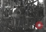 Standbild Patrol Torpedo (PT) Boot Base 21 Mios Woendi Insel Dutch New Guinea, 1944, aus Sekunde 54 historischem Filmmaterial Videoclip 65675057654