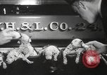 Image of Dalmatian puppies New York United States USA, 1940, second 11 stock footage video 65675057679