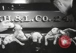 Image of Dalmatian puppies New York United States USA, 1940, second 12 stock footage video 65675057679