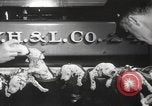 Image of Dalmatian puppies New York United States USA, 1940, second 13 stock footage video 65675057679