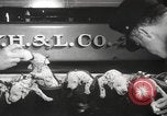 Image of Dalmatian puppies New York United States USA, 1940, second 14 stock footage video 65675057679