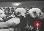 Image of Dalmatian puppies New York United States USA, 1940, second 15 stock footage video 65675057679