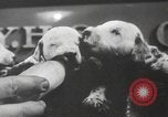 Image of Dalmatian puppies New York United States USA, 1940, second 16 stock footage video 65675057679