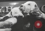 Image of Dalmatian puppies New York United States USA, 1940, second 17 stock footage video 65675057679