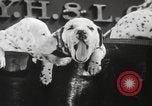 Image of Dalmatian puppies New York United States USA, 1940, second 18 stock footage video 65675057679