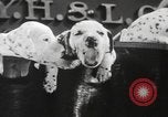 Image of Dalmatian puppies New York United States USA, 1940, second 19 stock footage video 65675057679