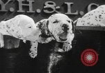 Image of Dalmatian puppies New York United States USA, 1940, second 20 stock footage video 65675057679